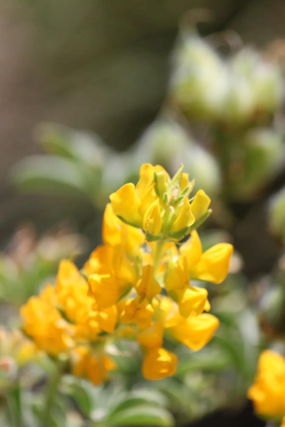Lupinus microcarpus