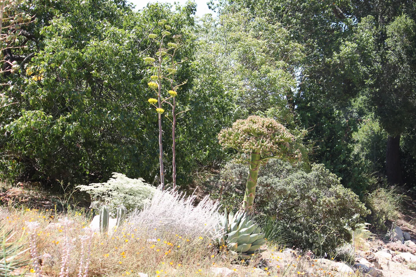 Agave margaritae and Agave sebastiana in the Dudleya Display