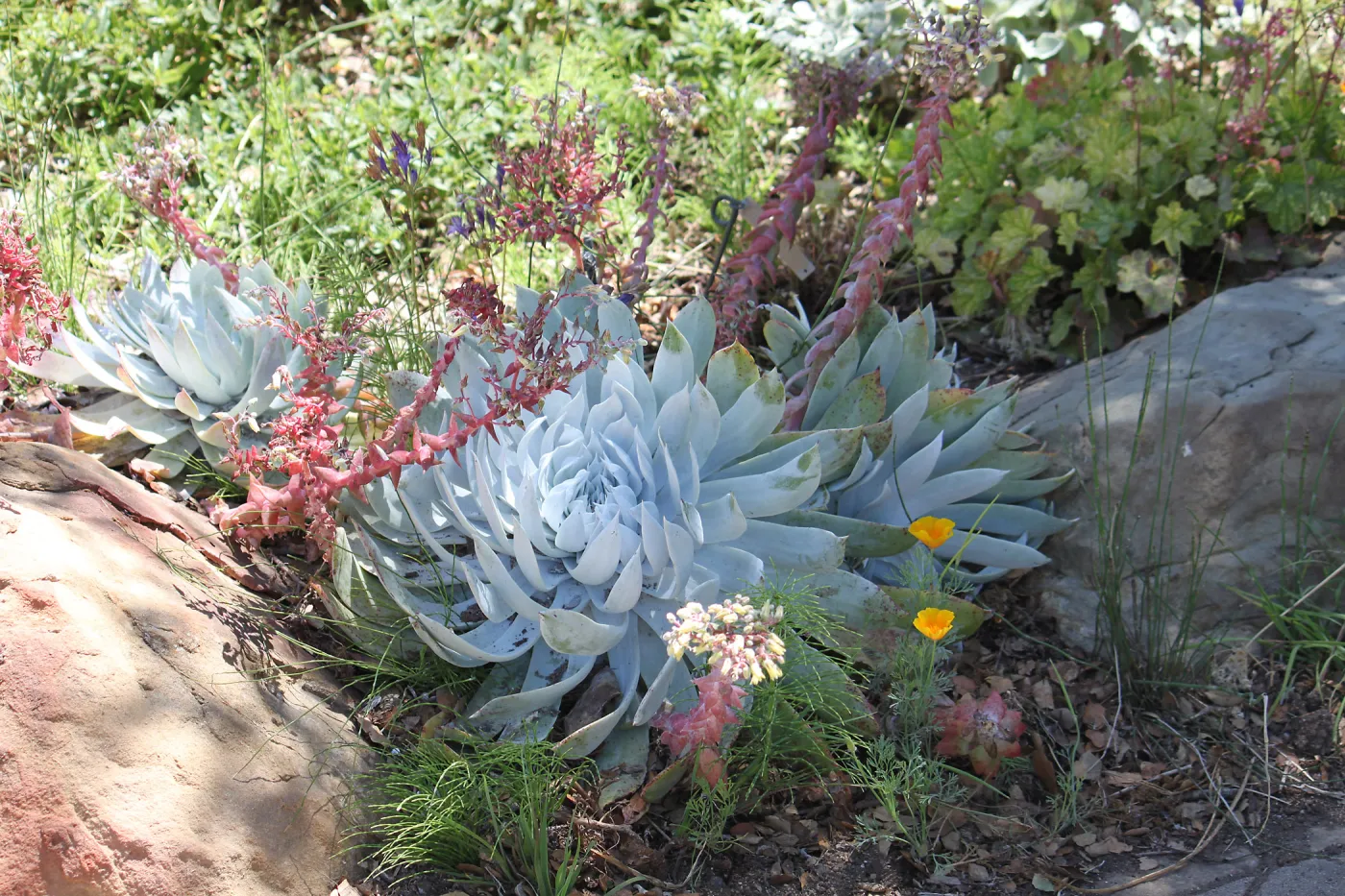 Dudleya (liveforevers)