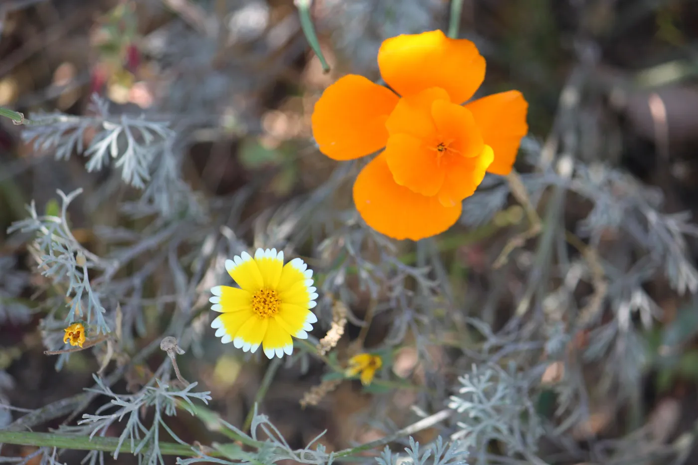 Tidytips and California Poppy