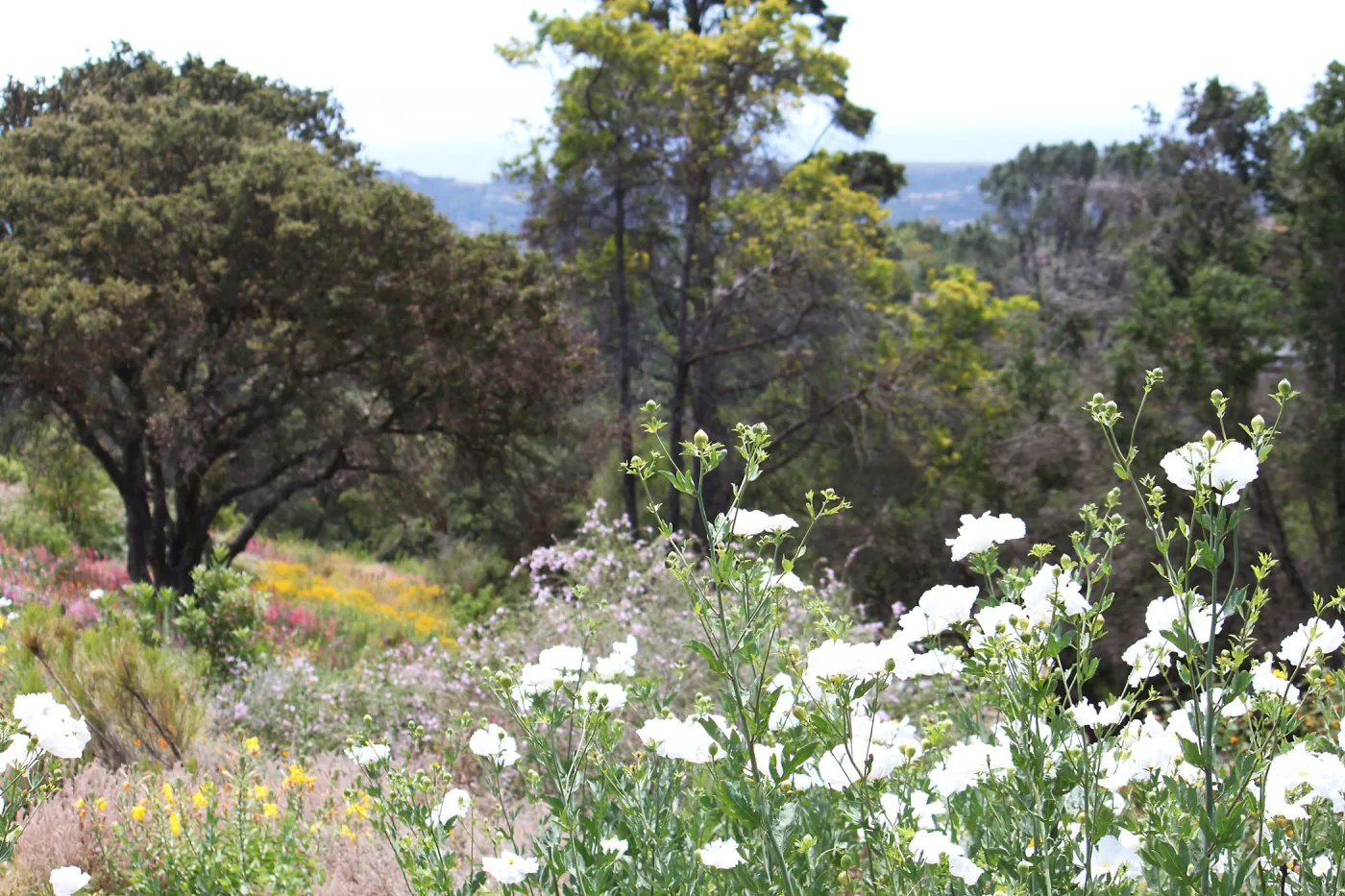 Porter Trail