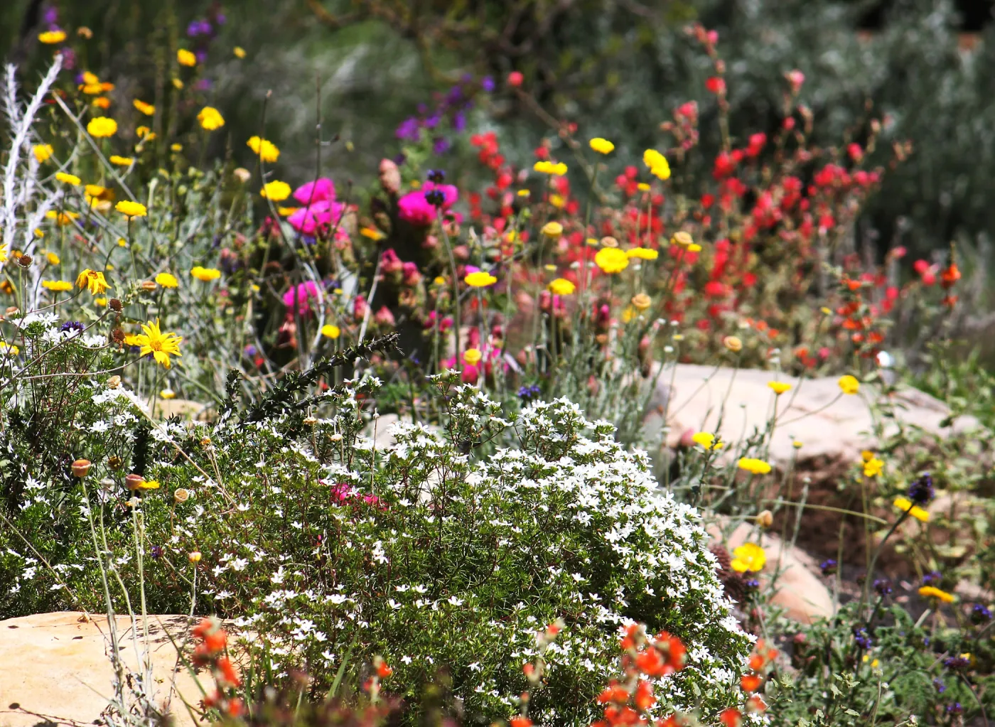 Wildflowers