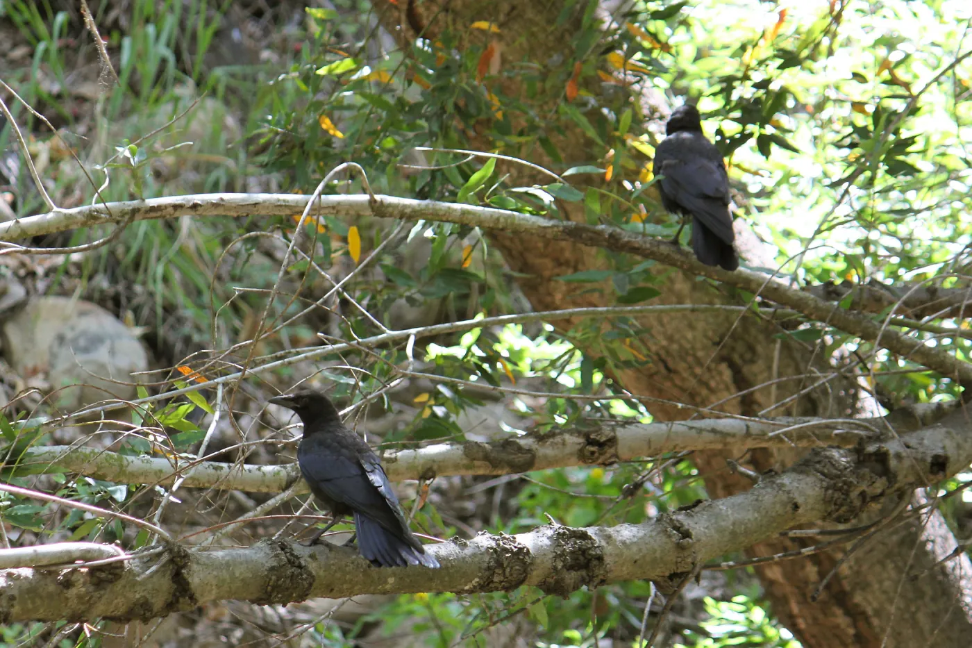 Crows