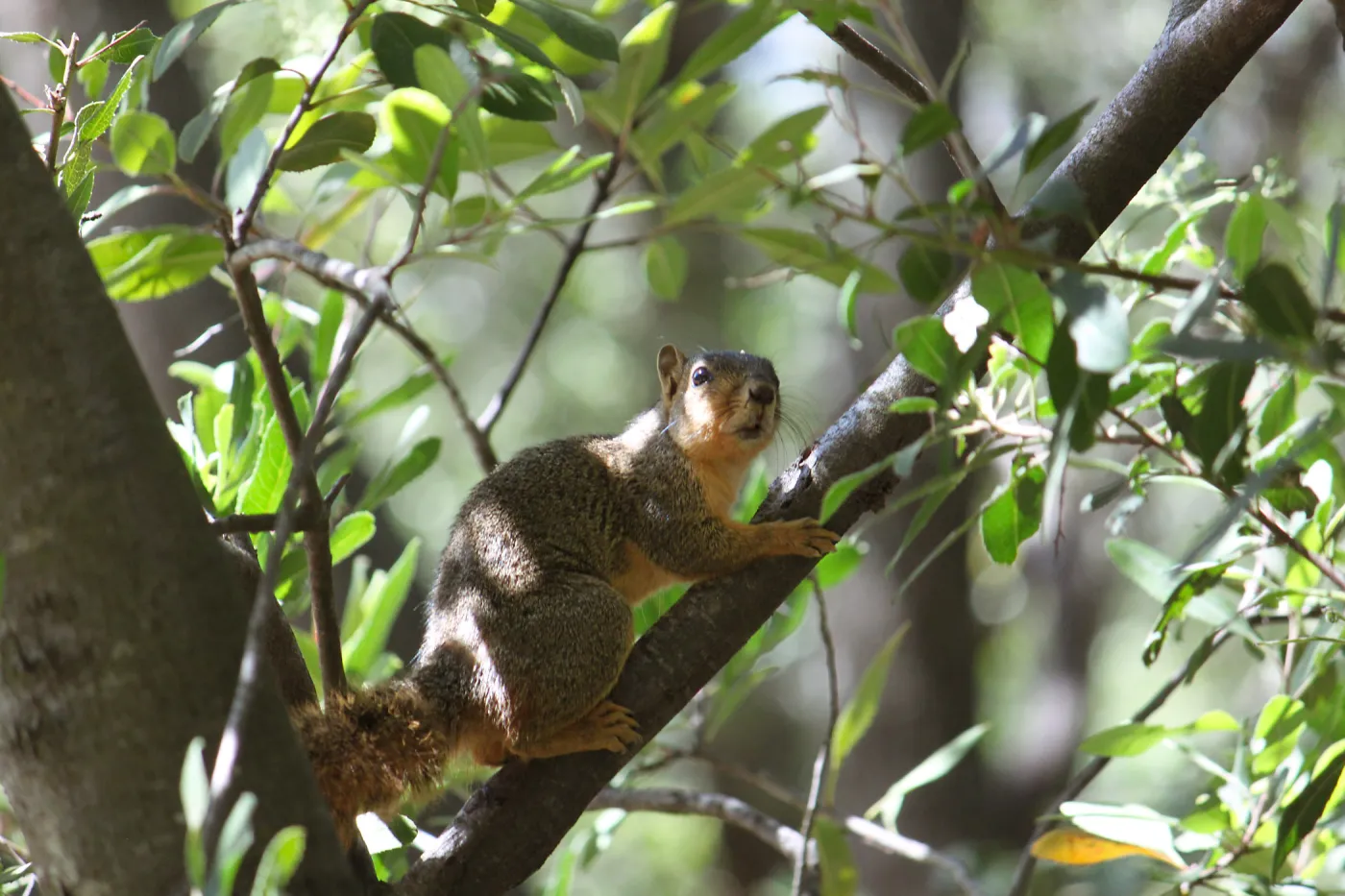 Squirrel