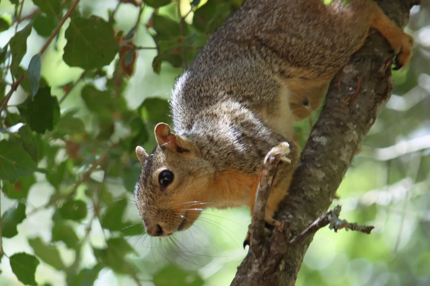 Squirrel
