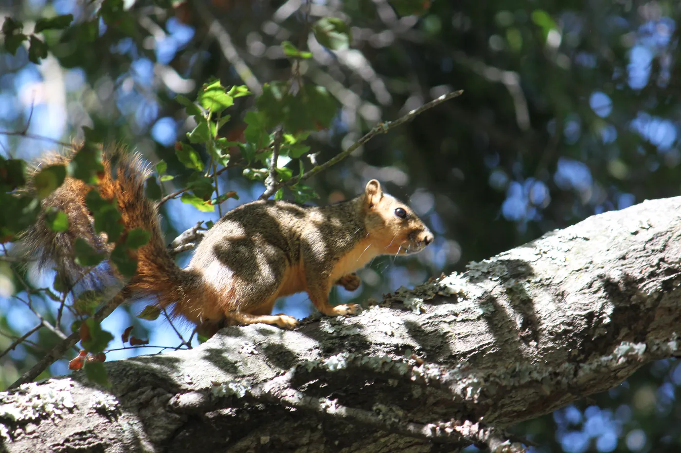 Squirrel