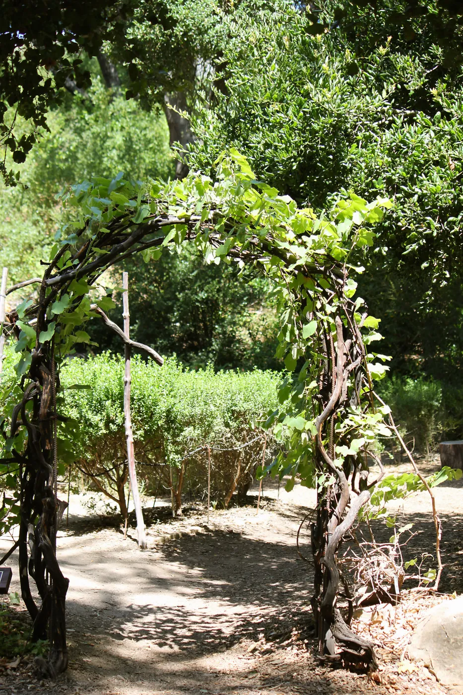 Centennial Maze