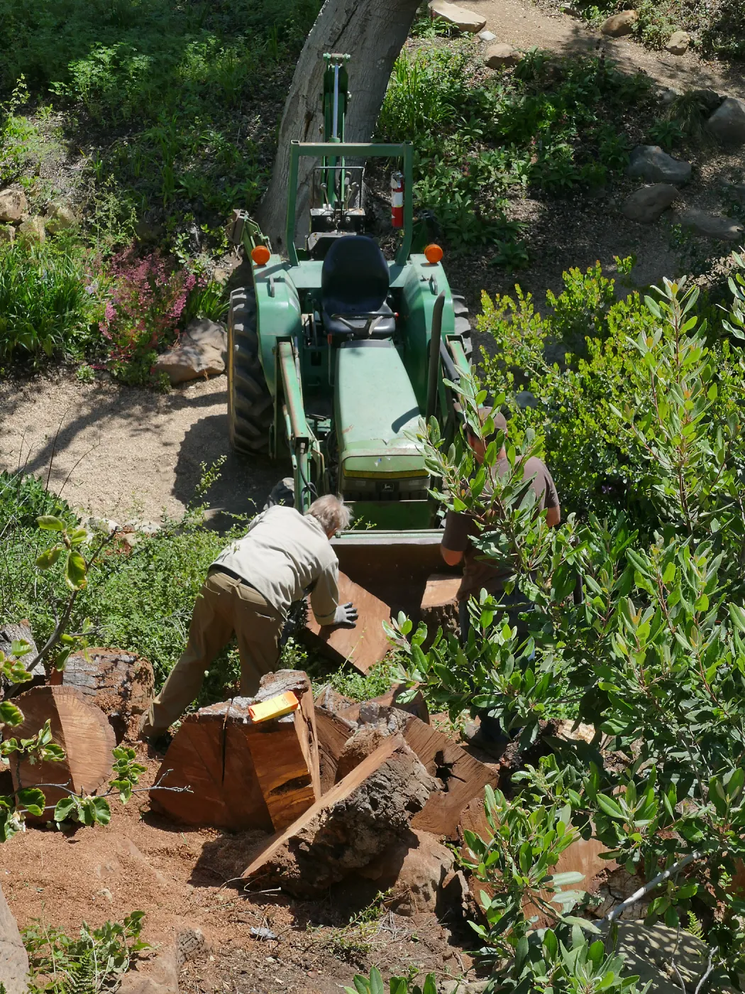 Removing a diseased oak just north of the Teahouse