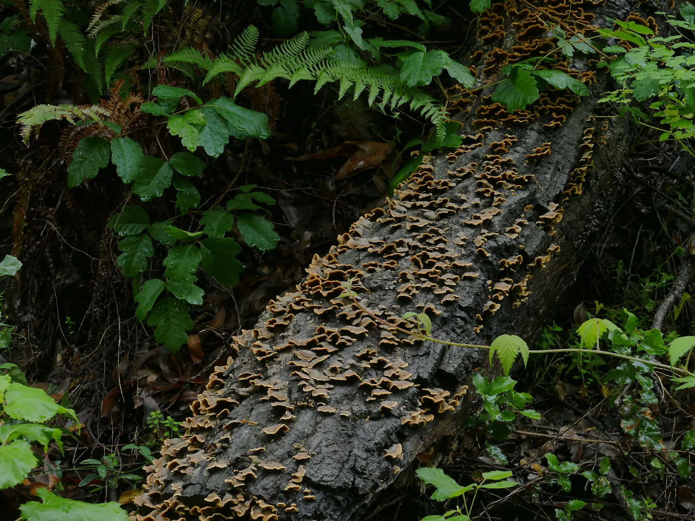 Poison oak, ferns, and fungus on a fallen log along the Redwood Trail