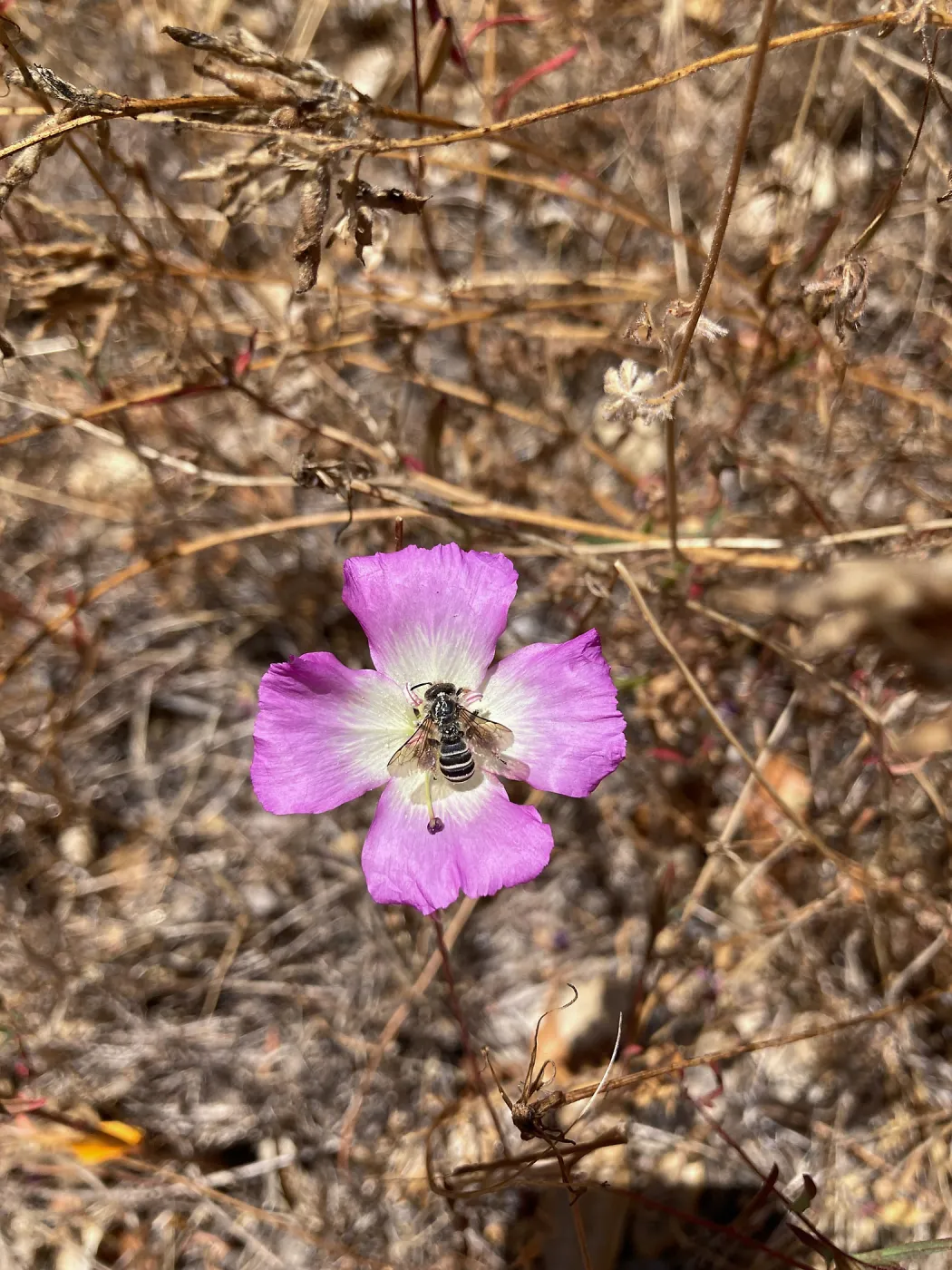 Pismo Clarkia