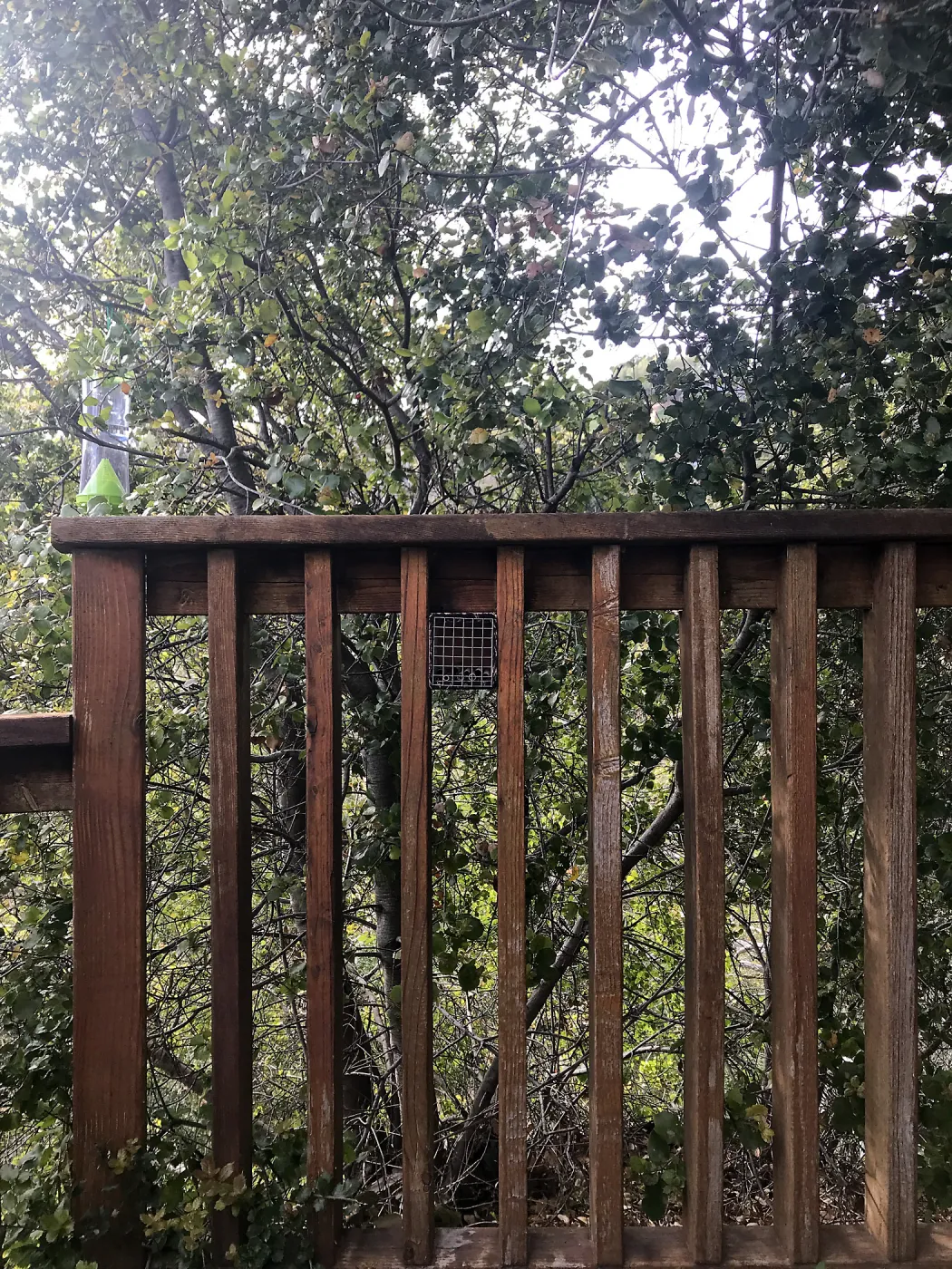 Native bee home at the Cottage Deck