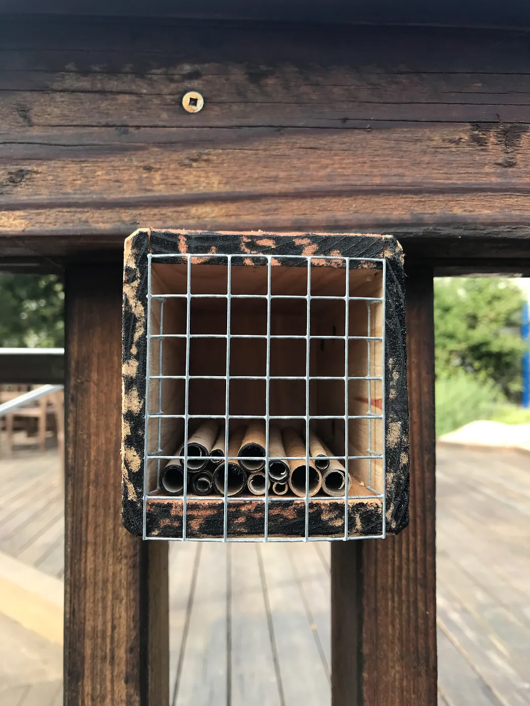 Native bee home at the Cottage Deck