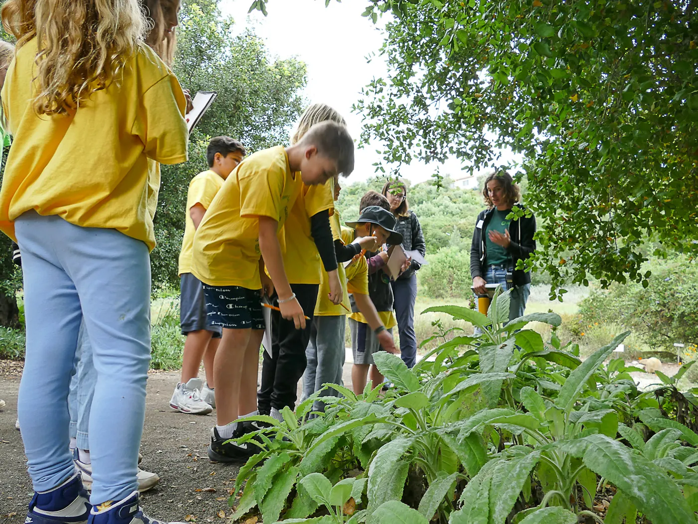 Neighbors in Nature Summer Camp, Plant identification and journaling activity