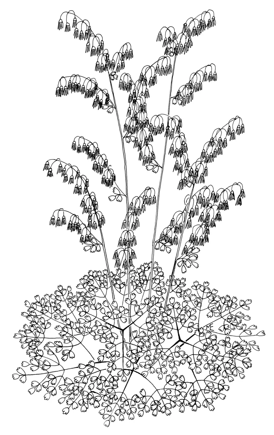 Meadow Rue