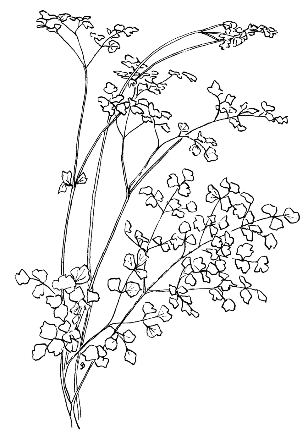 Meadow Rue