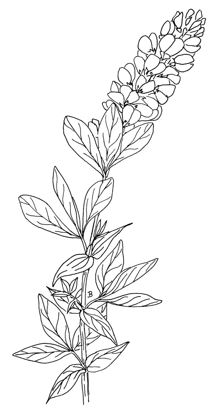 False Lupine