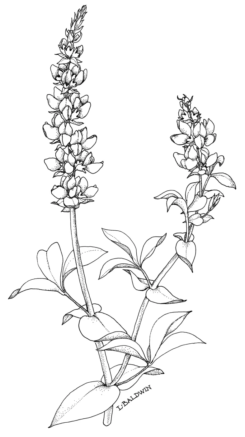 False Lupine