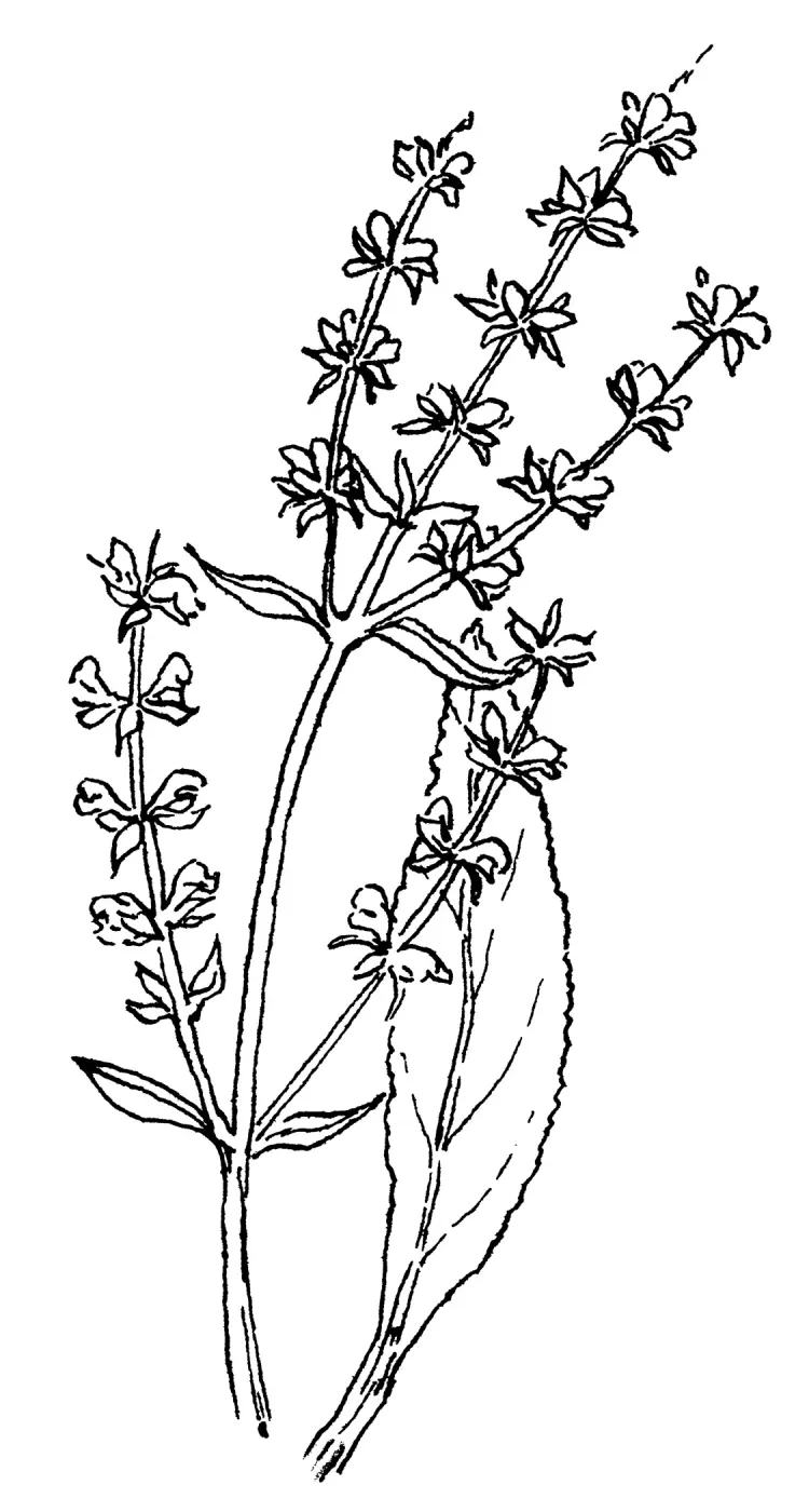 White Sage
