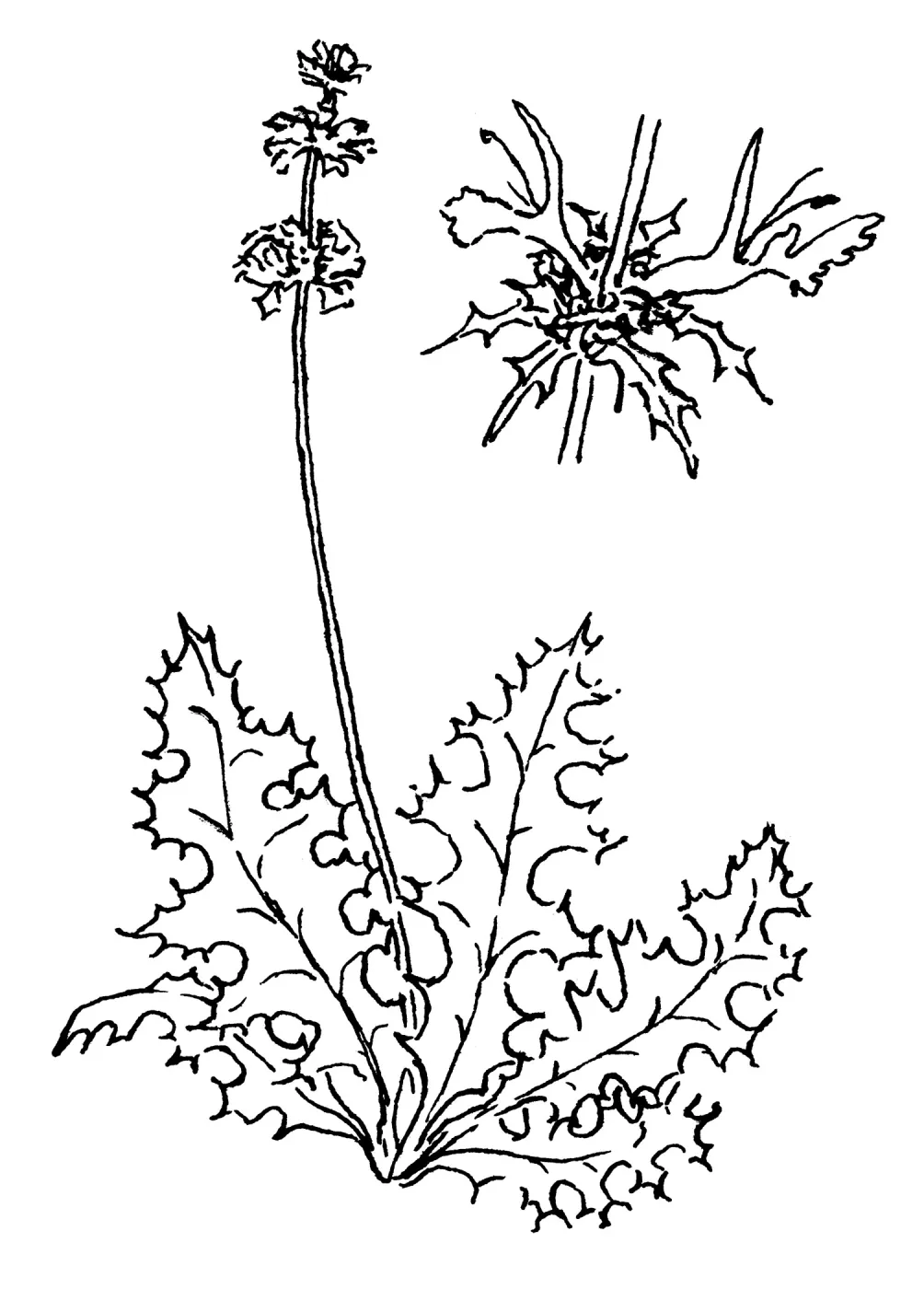 Thistle Sage