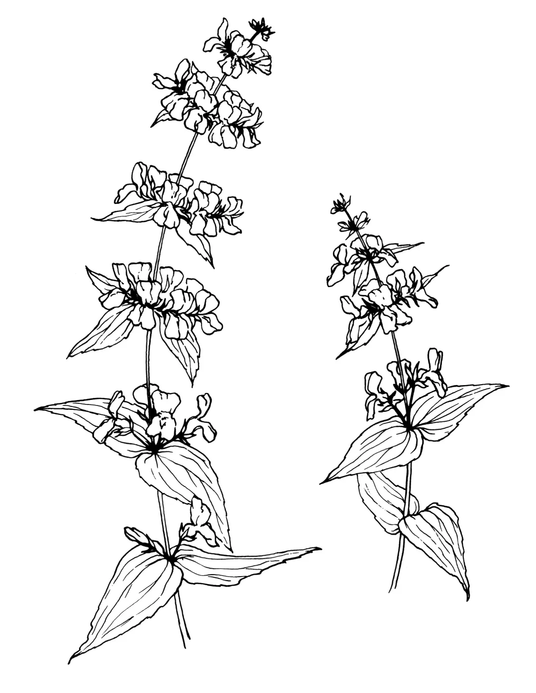 Fragrant Sage