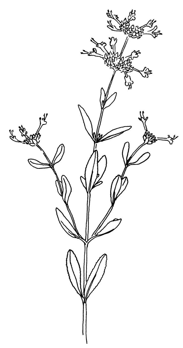 Fragrant Sage