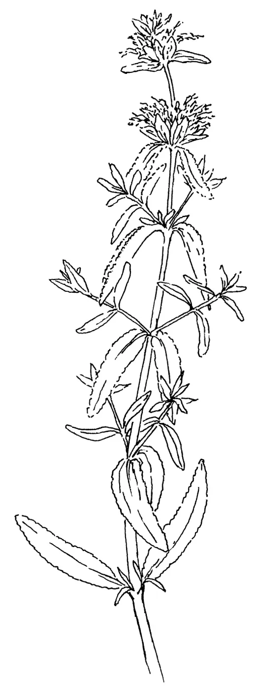 Purple Sage