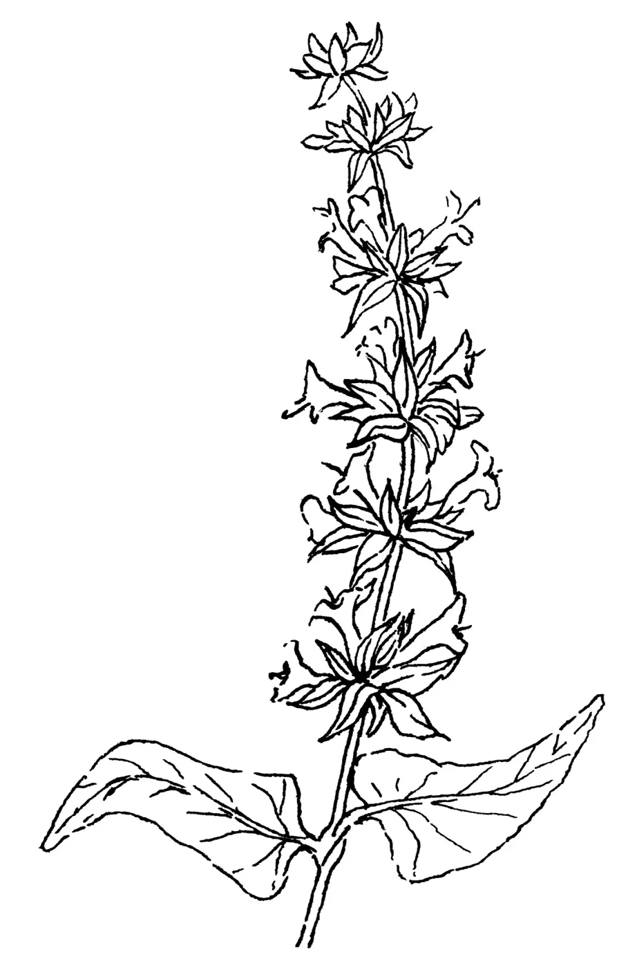Hummingbird Sage