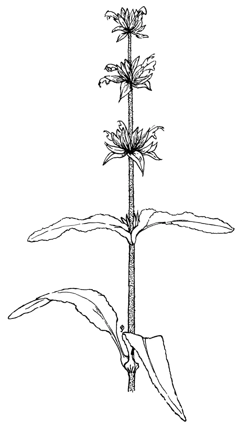 Hummingbird Sage