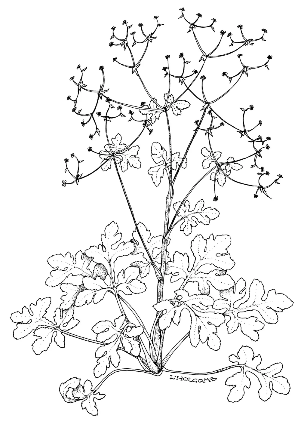 Hoffmans Snakeroot