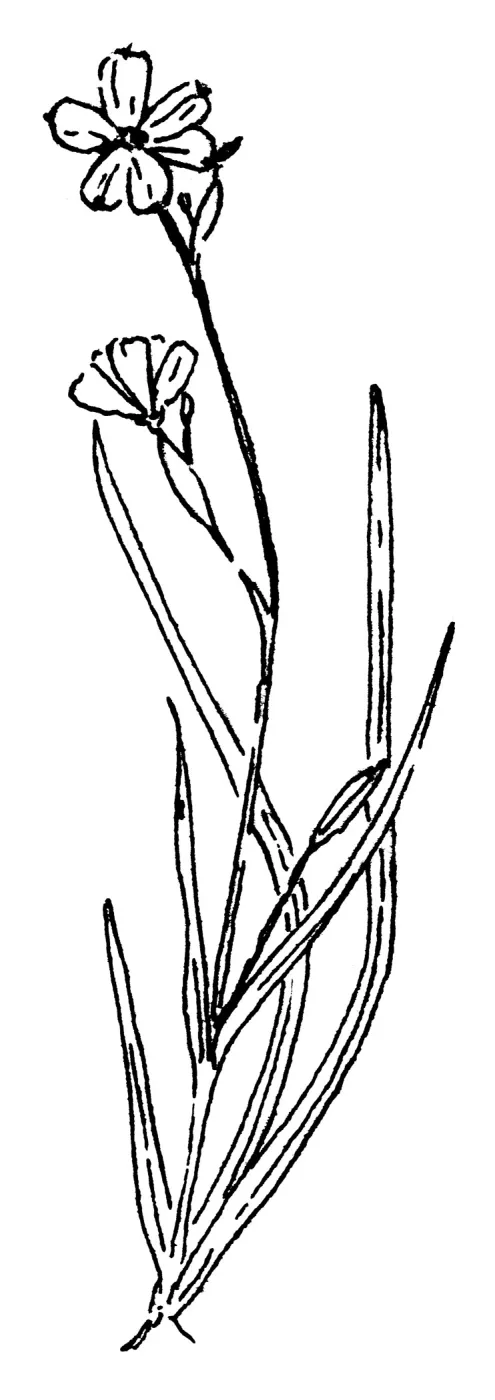 Blue-eyed Grass