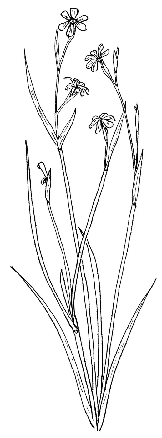 Blue-eyed Grass