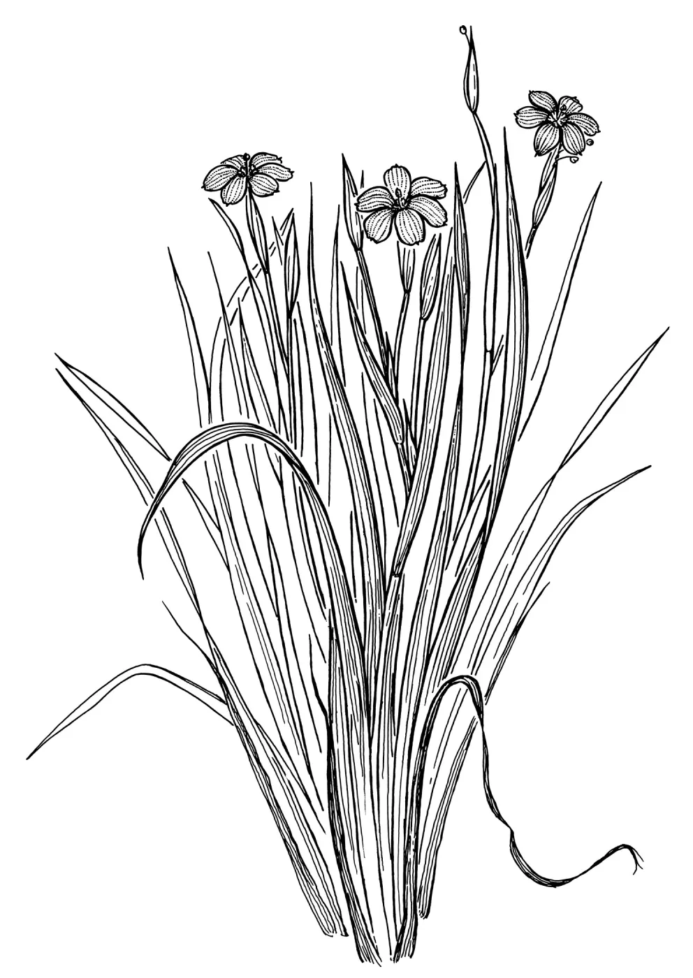 Blue-eyed Grass