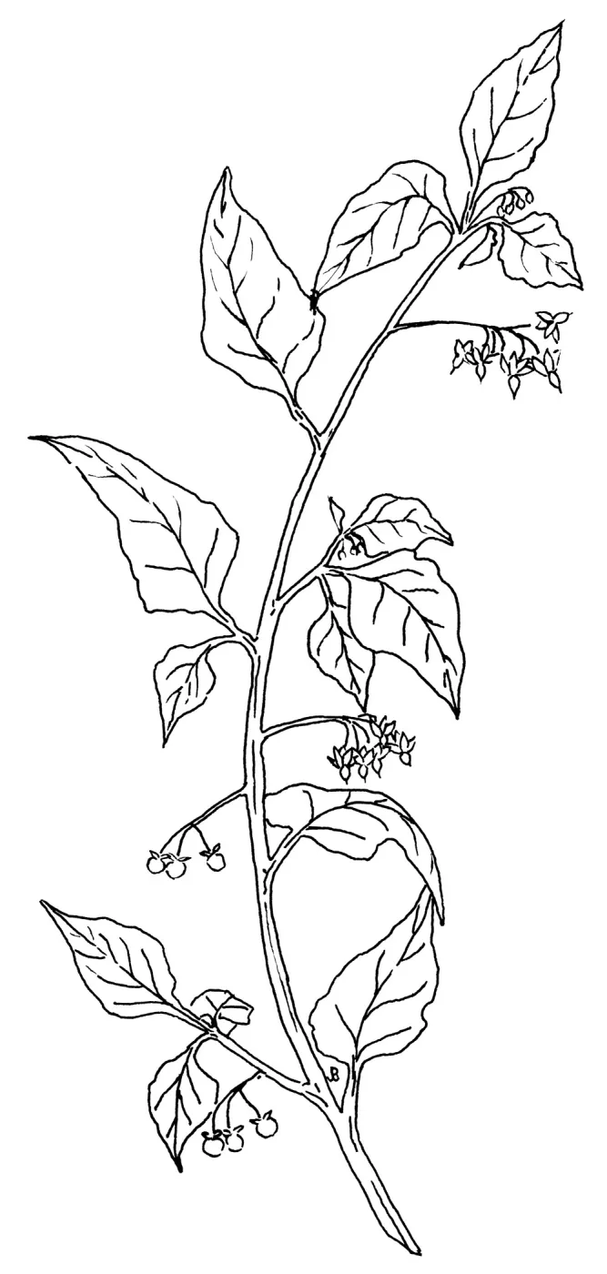 Nightshade