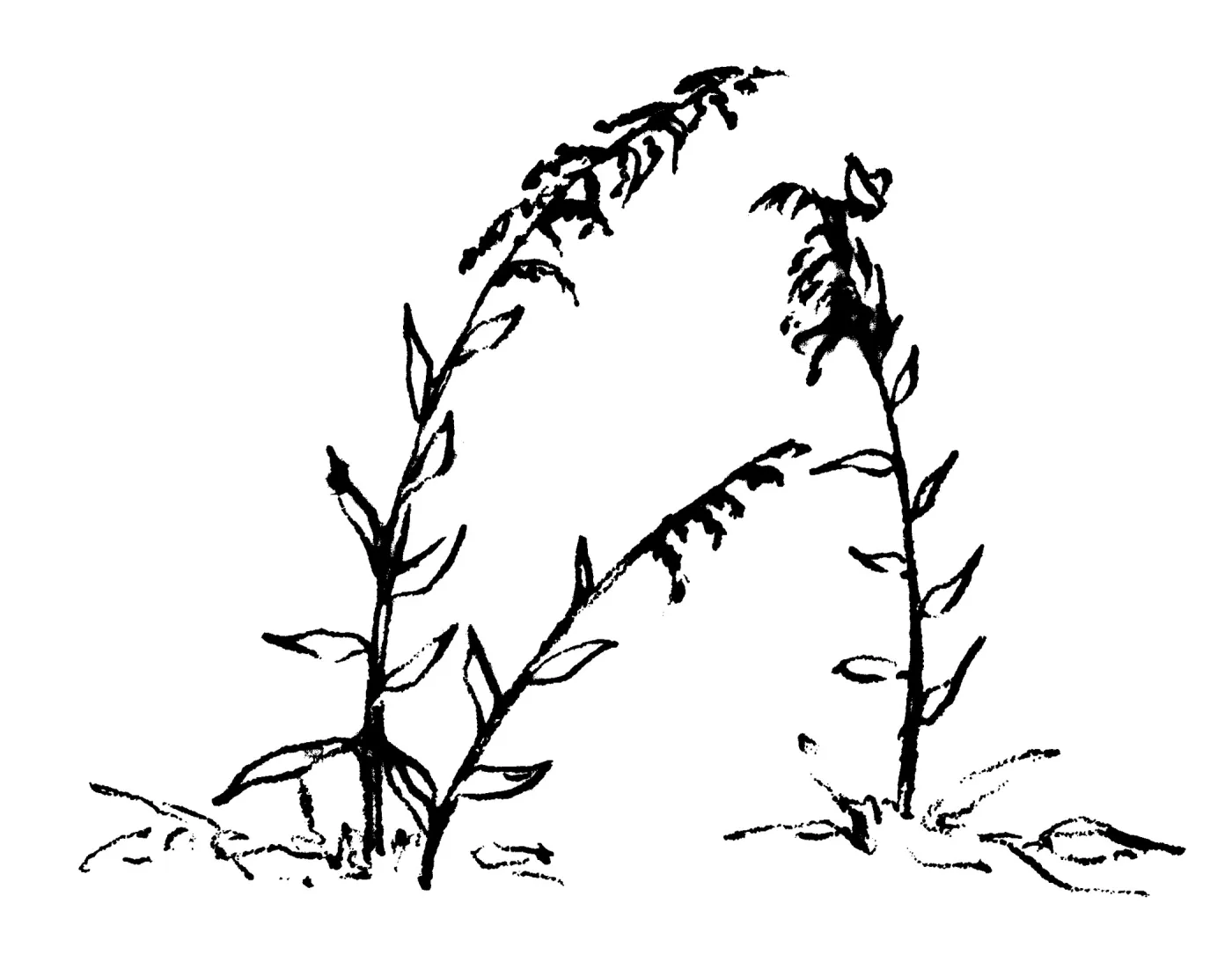 Golden Rod