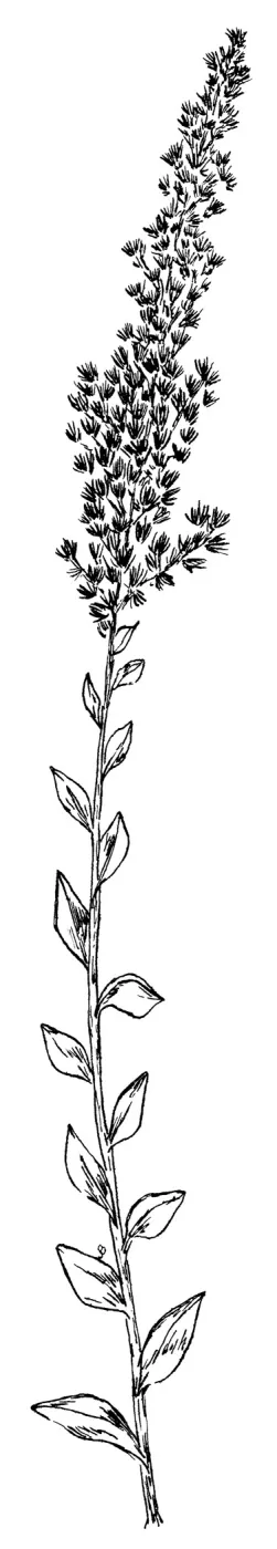 Golden Rod