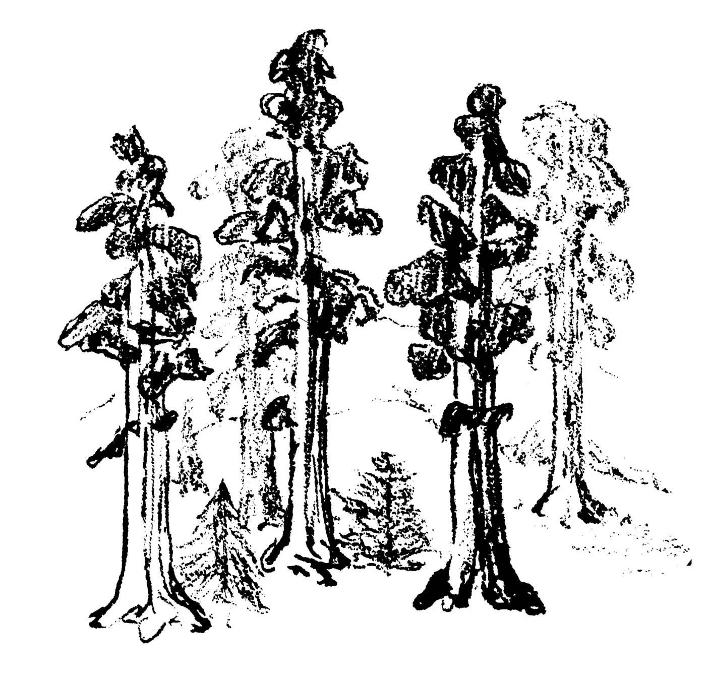 Giant Sequoia, Sequoiadendron gigantea