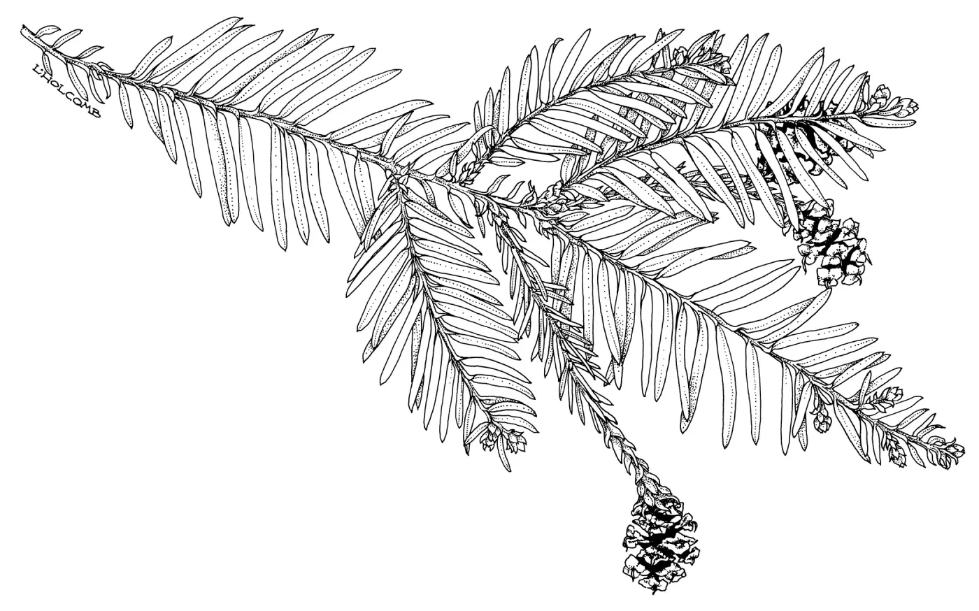 Coast Redwood