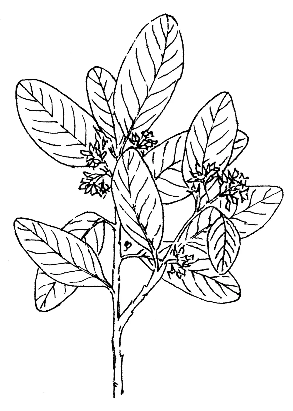 California Coffeeberry