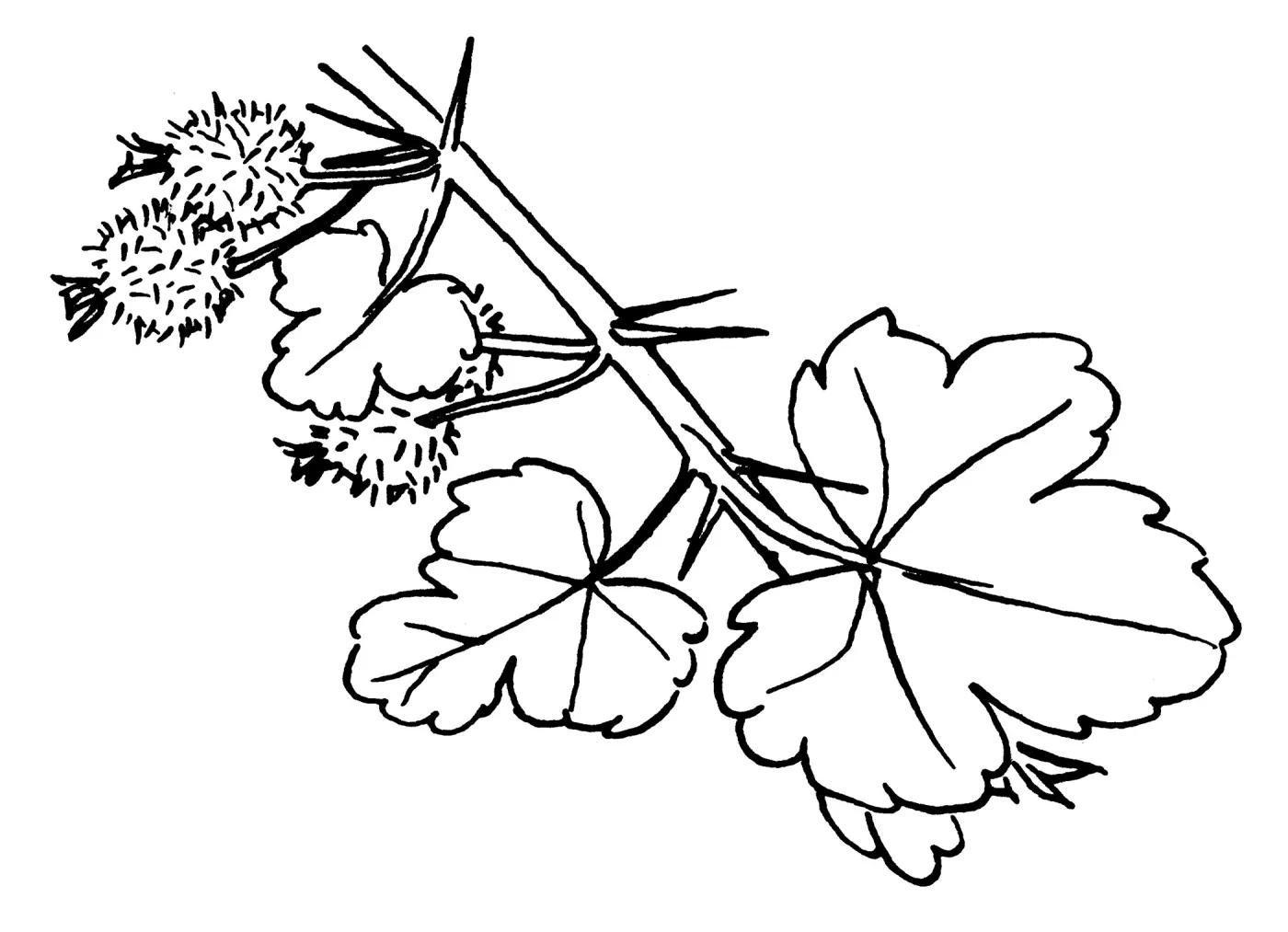 Gooseberry