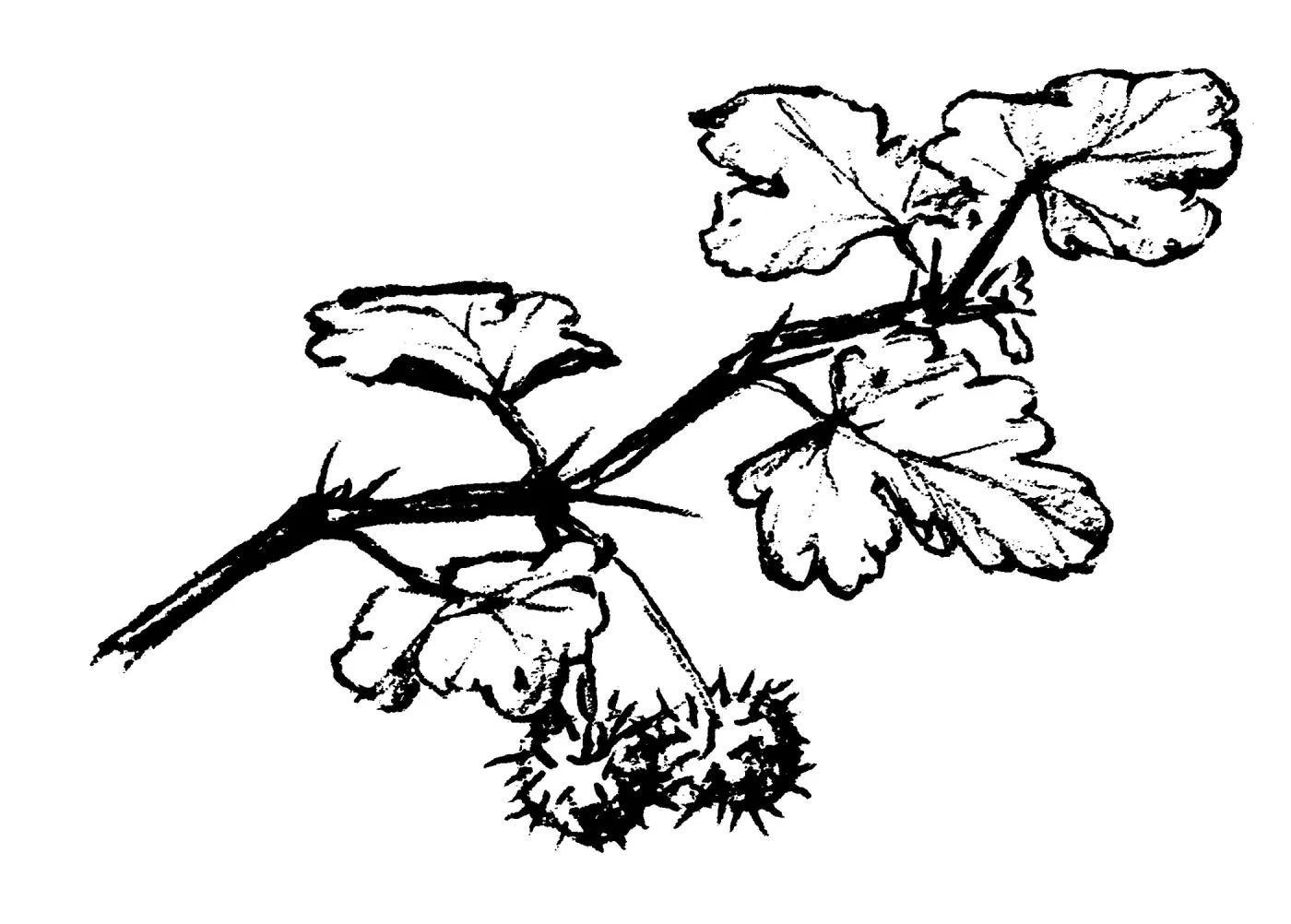 Gooseberry