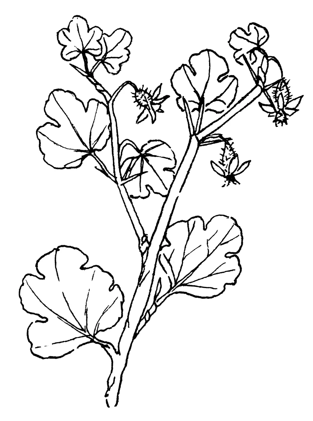Gooseberry