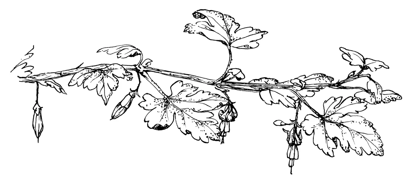 Gooseberry