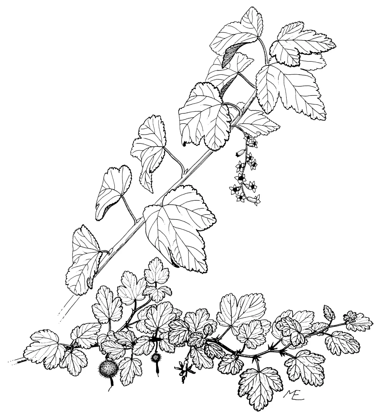 Gooseberry