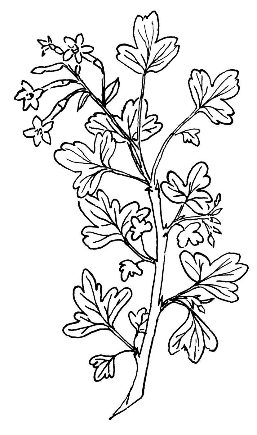 Golden Currant