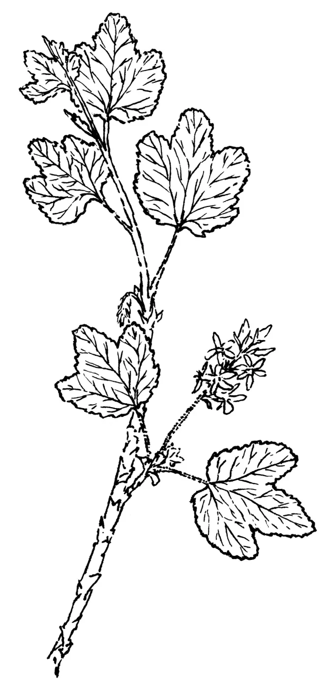 White Flowered Currant