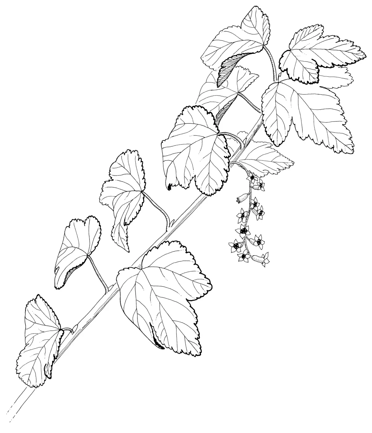 Chaparral Currant
