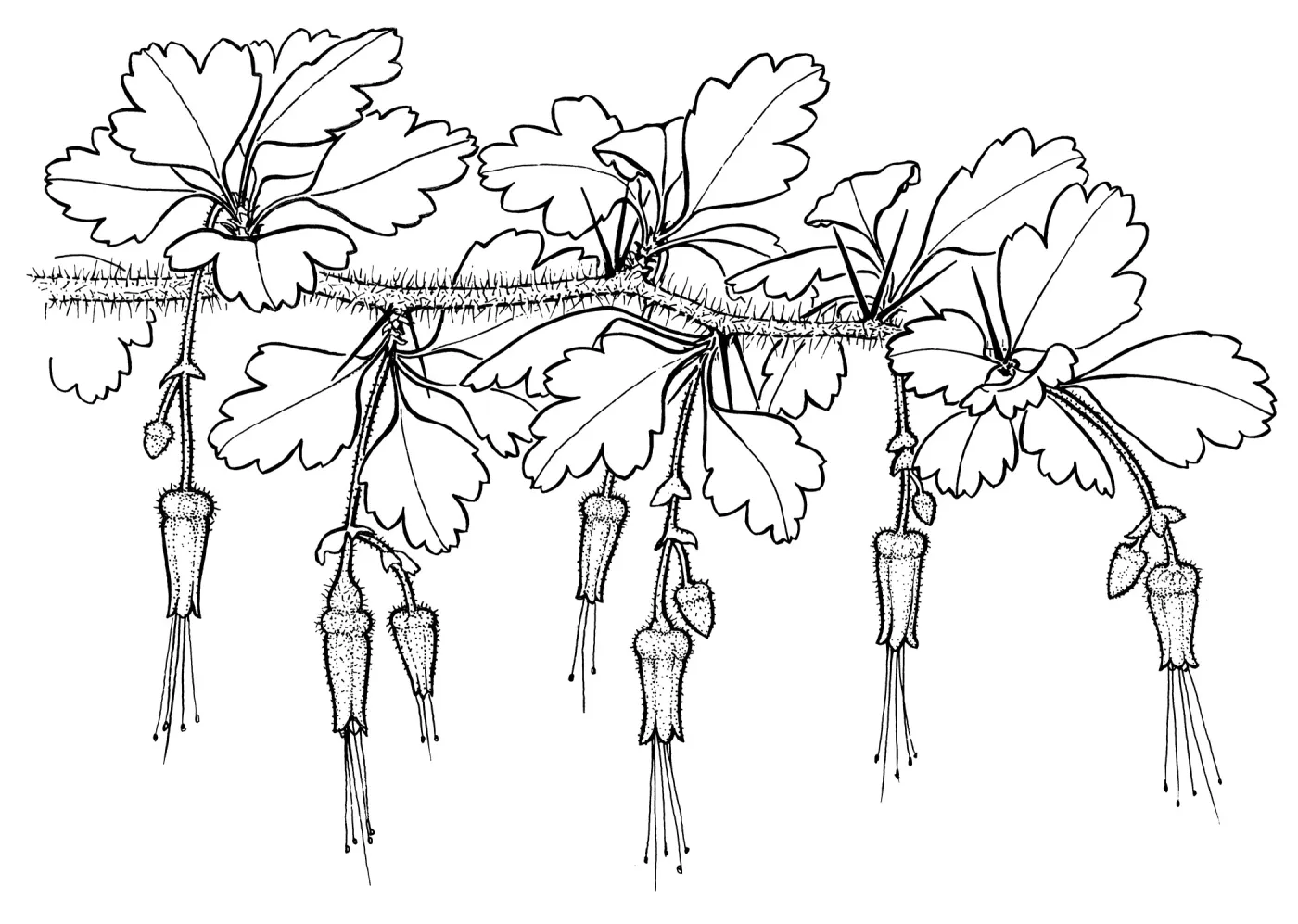 Fuchsia-flowered Gooseberry