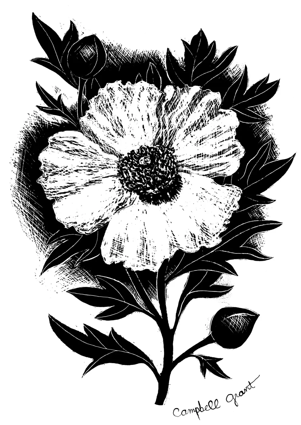 Matilija Poppy