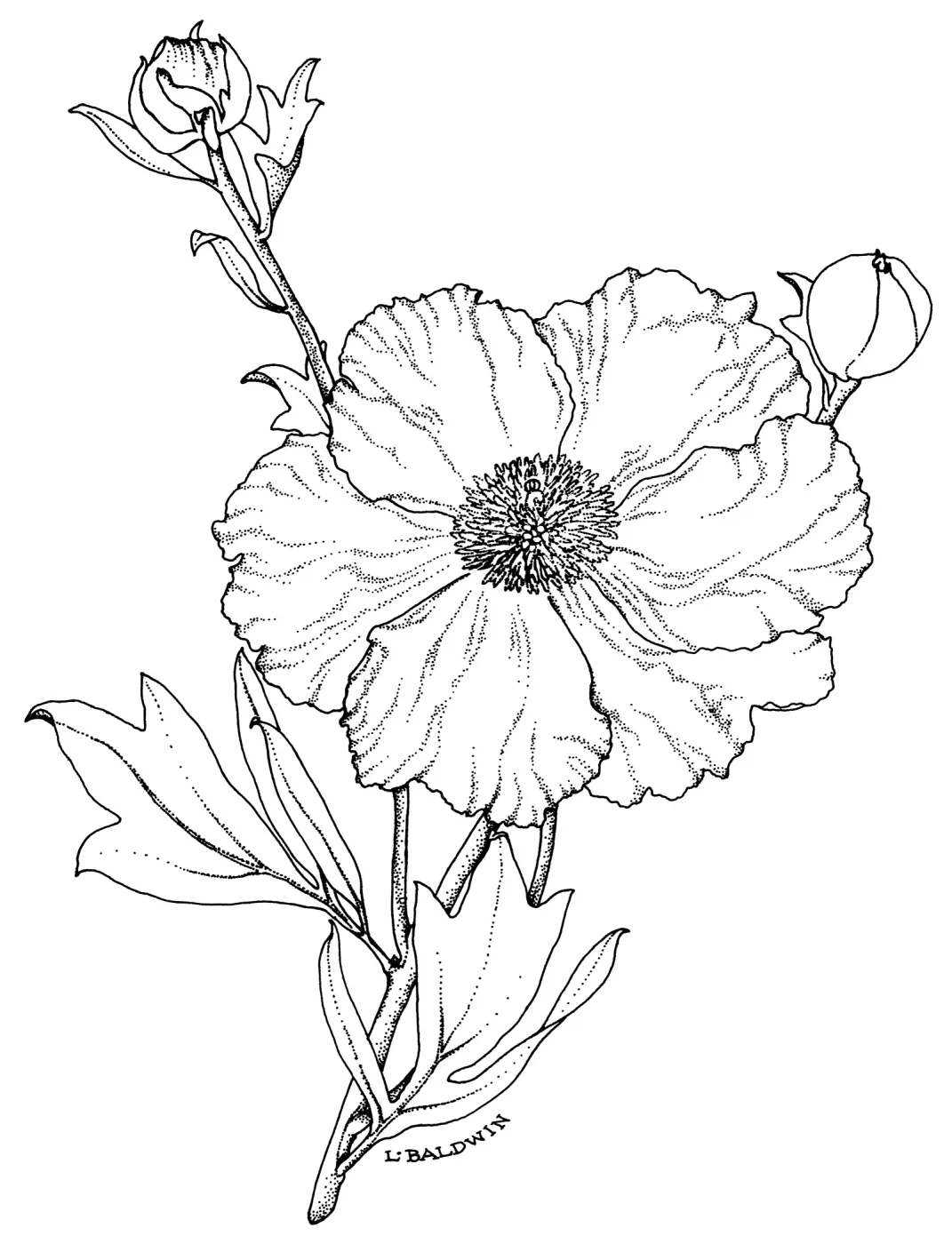 Matilija Poppy