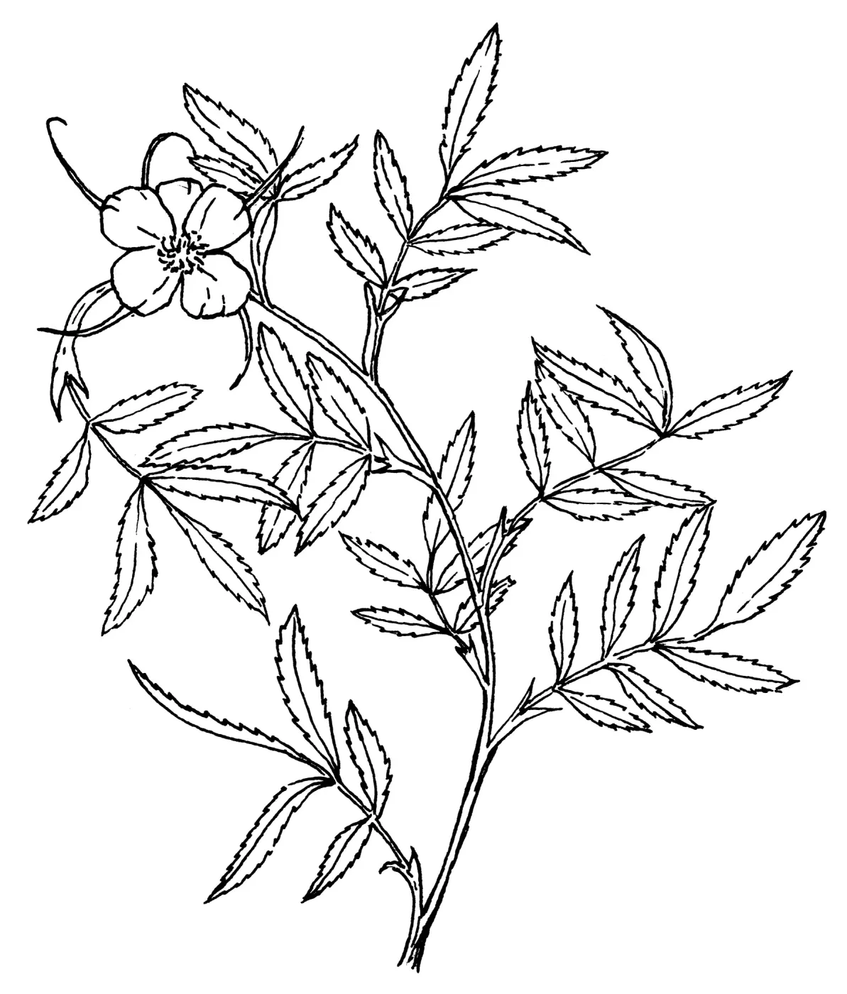 Cluster Rose